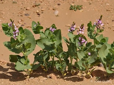 Schouwia purpurea