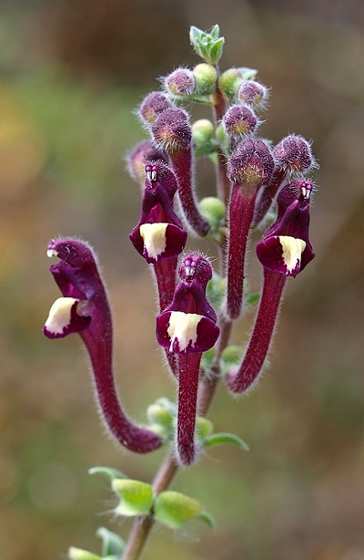 Scutellaria sibthorpii