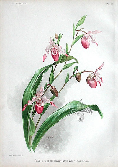 Selenipedium hybridum