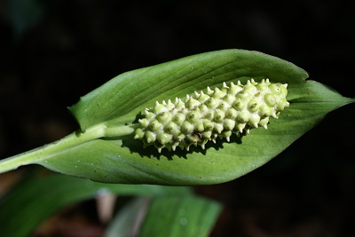 Spathiphyllum phryniifolium