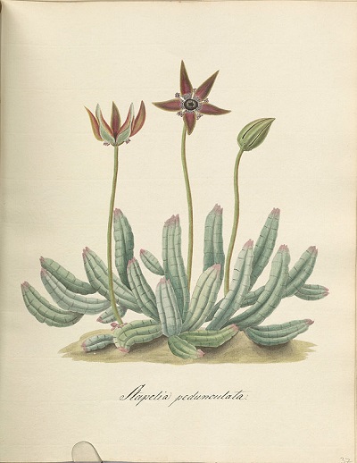 Stapelia pedunculata