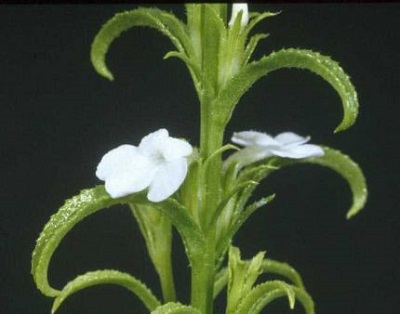 Striga densiflora
