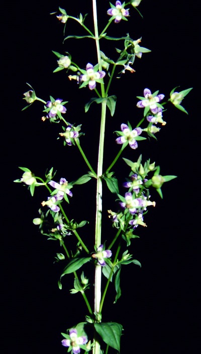 Swertia chirayita