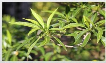 Tabernaemontana persicarifolia