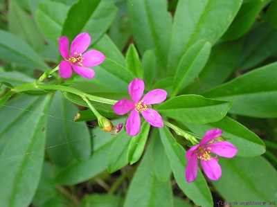 Talinum cuneifolium