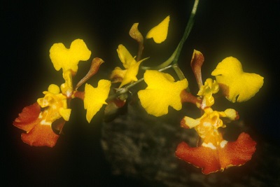 Tolumnia guianensis