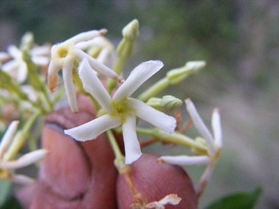 Trachelospermum lucidum