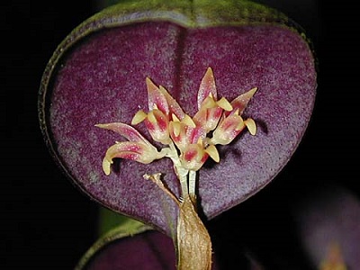Trichosalpinx rotundata