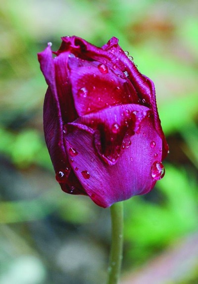 Tulipa kosovarica