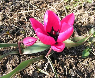 Tulipa pulchella