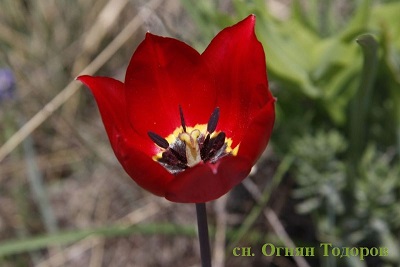 Tulipa rhodopea 