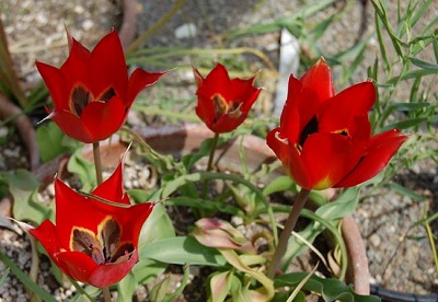 Tulipa sharonensis