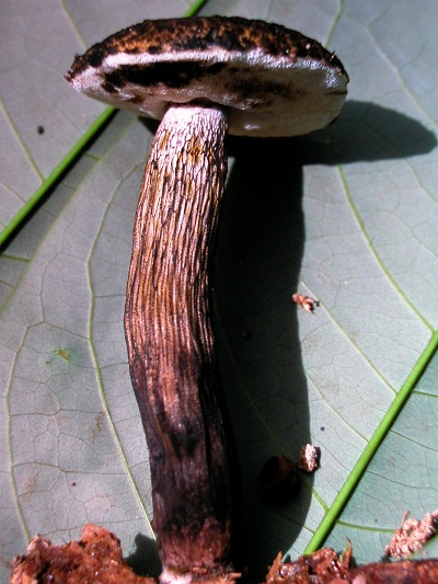 Tylopilus rufonigricans