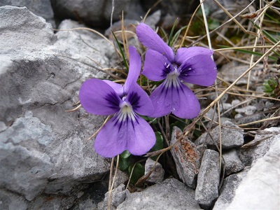 Viola alpina