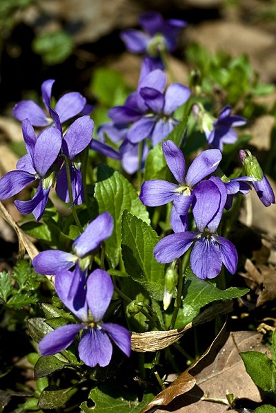 Viola cyanea 
