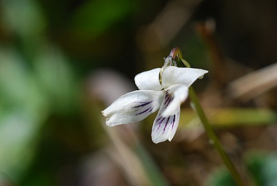 Viola nagasawai