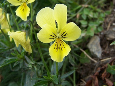 Viola sudetica 
