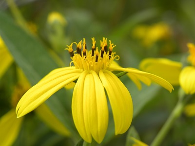 Wedelia bahamensis