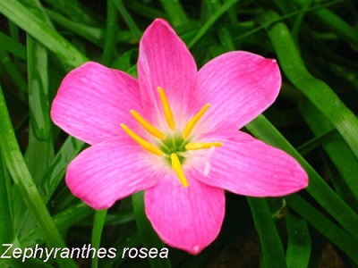 Zephyranthes rosea