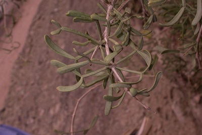Zygophyllum xanthoxylum