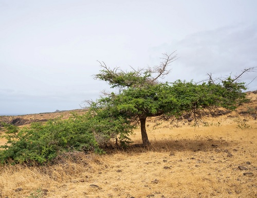 Acacia caboverdeana