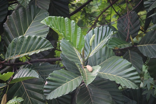Artocarpus nobilis