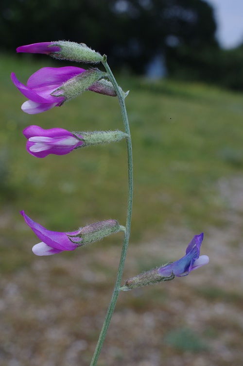 Astragalus mayeri