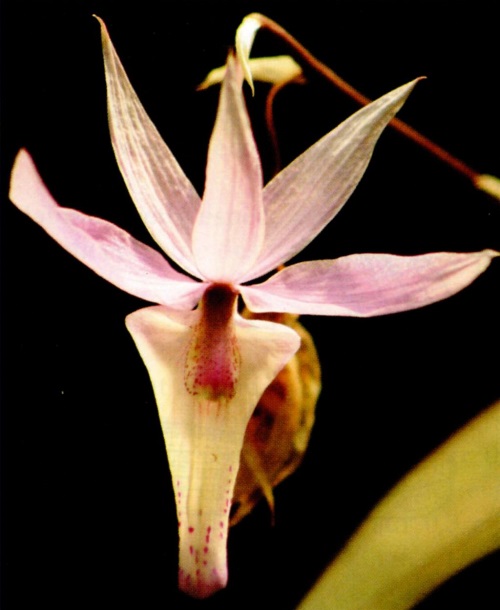 Barkeria archilarum