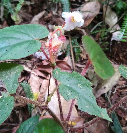 Begonia cathcartii