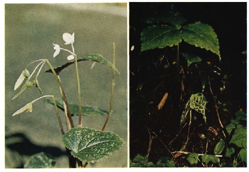 Begonia leptoptera