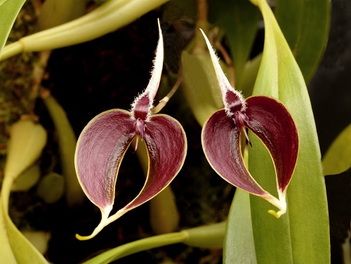 Bulbophyllum  maxillare