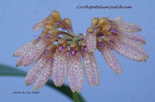 Bulbophyllum pulchrum