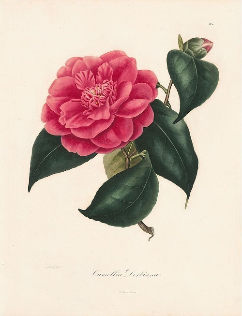 Camellia derbiana