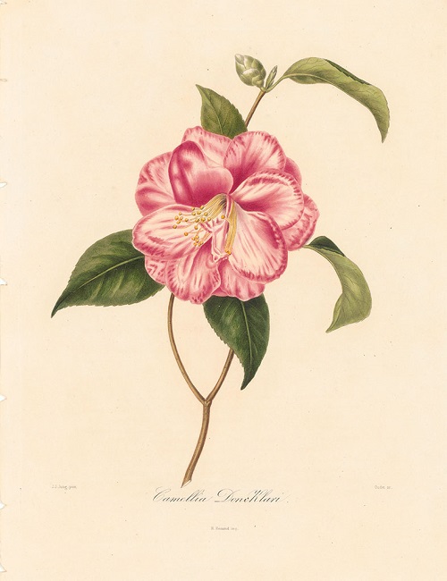 Camellia colvilii