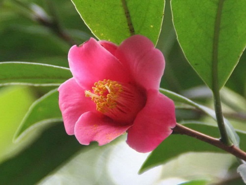 Camellia hongkonkensis