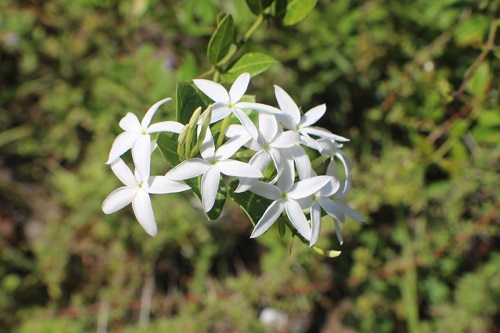 Carissa spinarum