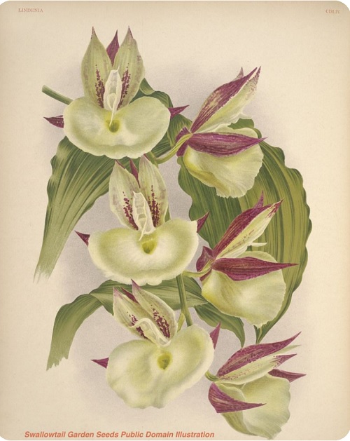 Catasetum luciani