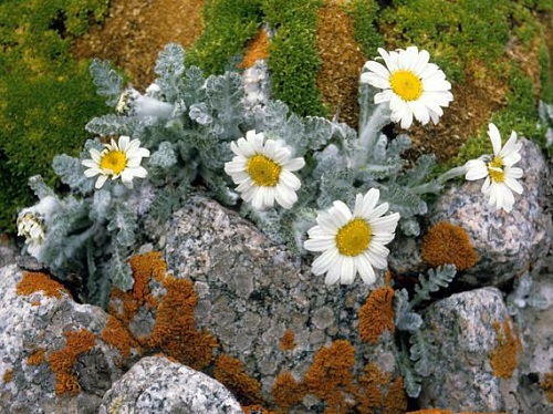Chrysanthemum leontopodium
