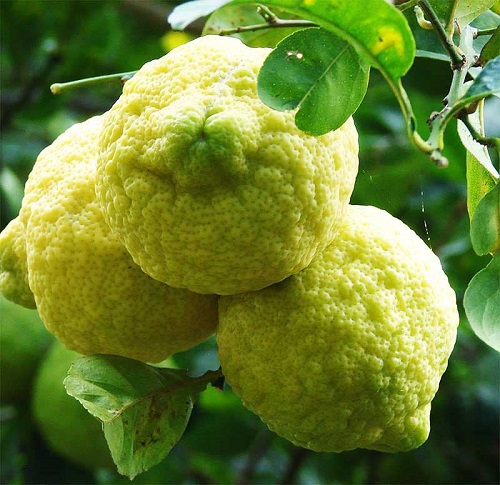Citrus jambhiri