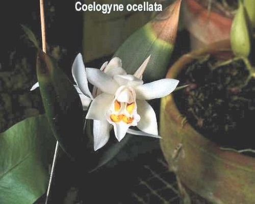 Coelogyne ocellata