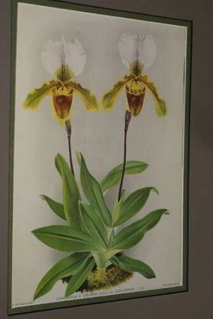 Cypripedium lucienianum