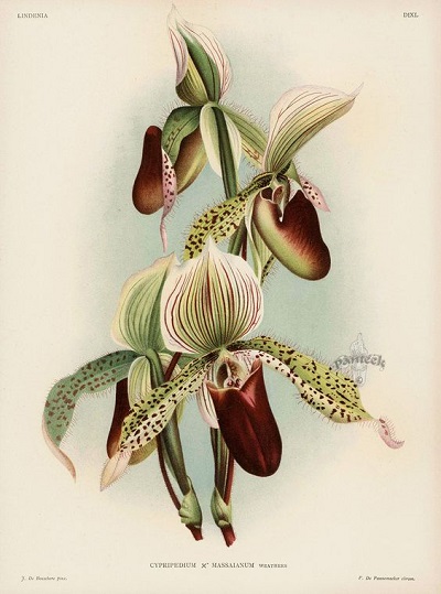 Cypripedium massaianum