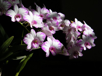 Dendrobium enobi