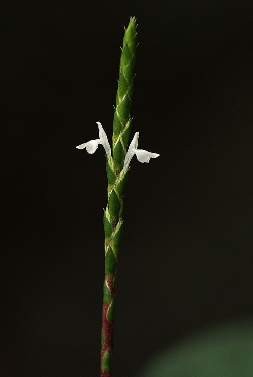 Elytraria marginata