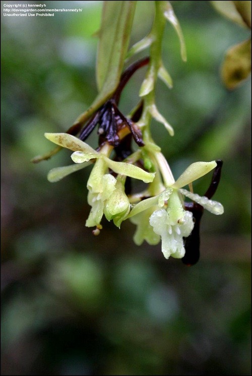 Epidendrum spicatum