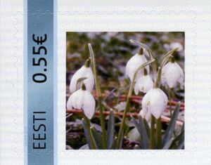 Эстония - Estonia (Galanthus sp. - 2014)