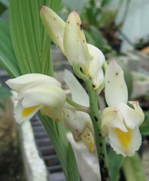 Eulophia grandiflora (bracteosa)
