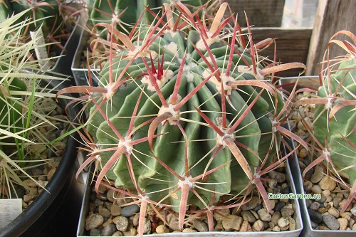 Ferocactus latispinus



