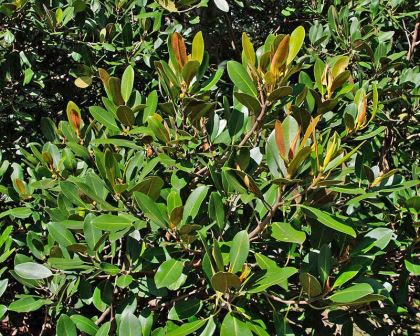 Ficus rubiginosa 