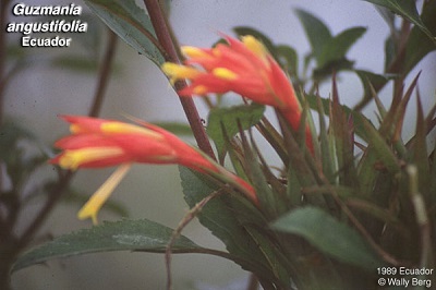 Guzmania angustifolia